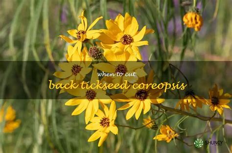 when to cut back coreopsis.